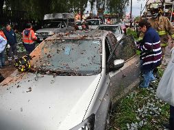 La fuerte lluvia que azotó la tarde del jueves al sur de la ciudad derribó árboles y afectó a automovilistas. SUN / F. Rodríguez