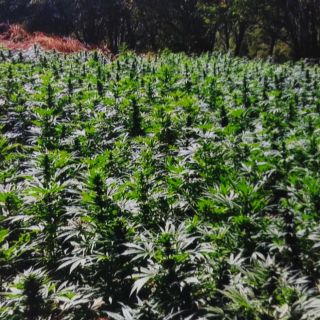 Destruyen más de 100 mil plantas de mariguana en Tequila