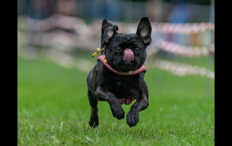 Un cachorro de bulldog francés compite en la octava edición de la carrera de pug y bulldog que se celebra en Wernau, Alemania. EFE/D. Maurer