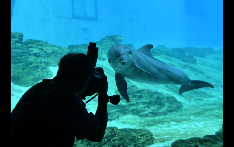 Un visitante toma una foto de un delfín nariz de botella en el Acuario S.E.A en Singapur. AFP/R. Rahman