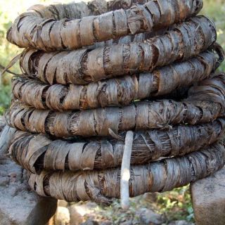 Estudio confirma origen prehispánico del mezcal