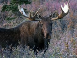 El alce cruzó el lago a nado el sábado desde Nueva York hasta South Hero, en Vermont; regresó al agua, pero ya no pudo seguir nadando por exceso de cansancio. AP/ARCHIVO
