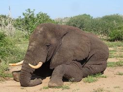 Situado entre Zambia y Sudáfrica, Botsuana alberga la población africana más grande de elefantes en libertad, estimada en 2015 en 135 mil animales. AFP / ARCHIVO