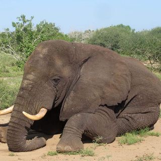 Cazadores furtivos matan a casi un centenar de elefantes en Botsuana