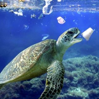 Lanza Semarnat campaña para proteger a los océanos y cambiar hábitos