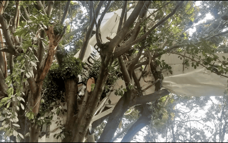 La avioneta cayó entre las ramas de un árbol que se encuentra dentro de una propiedad de la colonia Rancho Tetela. TWITTER / @Bermudez_FJ