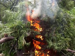 Destruyen 33 mil 600 plantas de mariguana en Tecolotlán