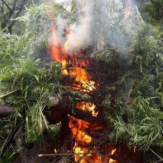 Destruyen 33 mil 600 plantas de mariguana en Tecolotlán