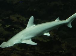 Estos animales complementan su dieta de peces y camarones con algas. ESPECIAL