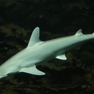 Encuentran un tiburón omnívoro que come algas