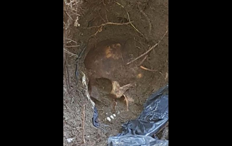 Uno de los cráneos desenterrados. Se trata de inhumaciones de al menos dos años de antigüedad. AP/Fiscalía General del Estado de Veracruz