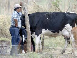 La Alianza Agroalimentaria paga el mejor precio del mercado en su Programa de Leche por Contrato por litro fresco a sus asociados (6.20 pesos), que significan 0.30 centavos de utilidad como socio de la empresa, aputan. EL INFORMADOR / ARCHIVO