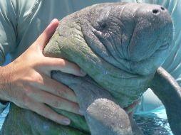 El grupo tiene la finalidad de estudiar las causas que han provocado los decesos de ejemplares de esta especie en los últimos meses. EFE / ARCHIVO