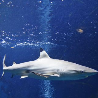 Tiburón deja herido de gravedad a surfista en Florida