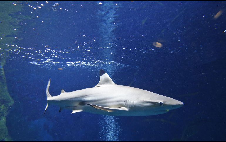 A partir de marzo pasado, miles de tiburones de punta negra llegaron al sur de Florida, por lo que se incrementó el número de ataques. AFP/ARCHIVO