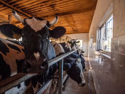 Productores de leche canadienses han sostenido reuniones con sus colegas de México para una posible alianza. EL INFORMADOR/Archivo