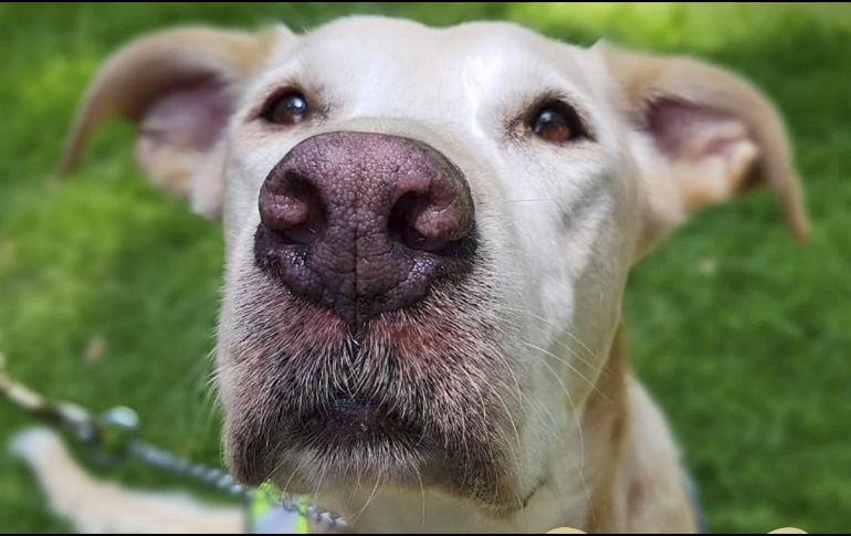 Él es Tony, unos de los caninos jubilados que dio seis años y tres meses de servicio. TWITTER / @SENASICA