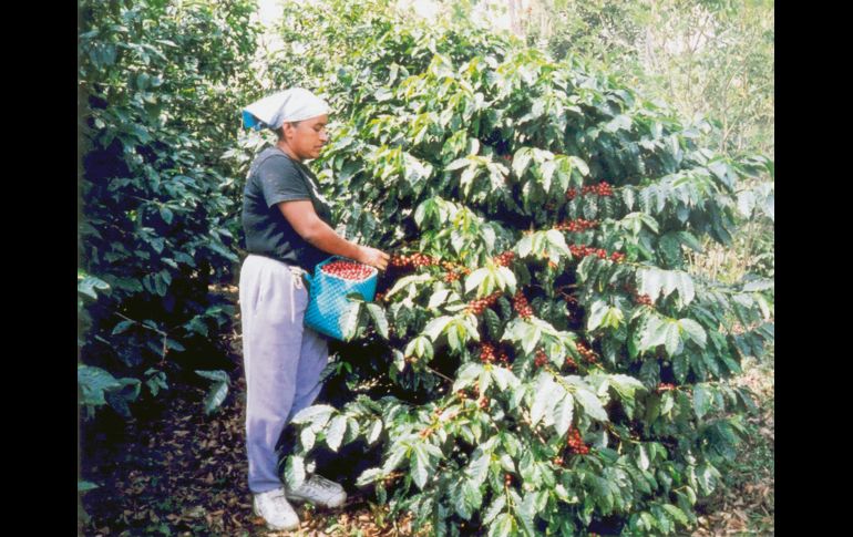De veracruz. La Herradura se encuentra en la región de Coatepec, una de las mejores zonas para producir café fino en México.