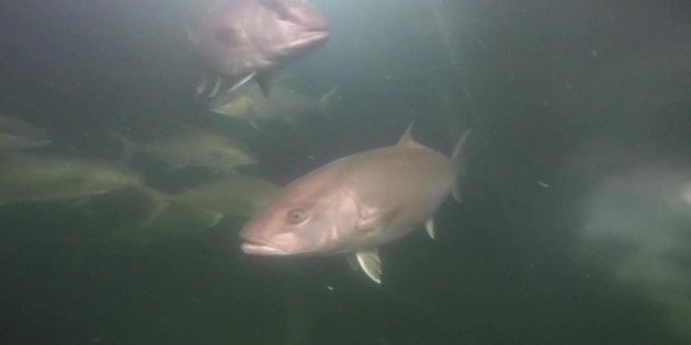 Cr&iacute;an peces jureles en M&eacute;xico para combatir la sobrepesca