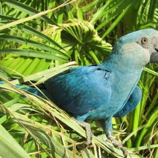 Temen completa extinción del guacamayo azul de "Rio"