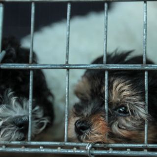 Tapatíos reportan, en promedio, 4 agresiones diarias a animales