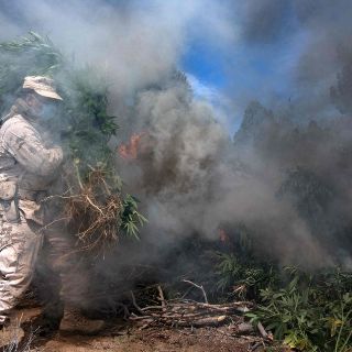 Destruyen 25 mil 300 plantas de mariguana en Tequila