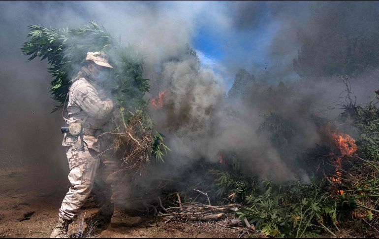 En tres predios, las autoridades destruyen por medio de incineración las 25 mil 300 plantas de mariguana. AFP / ARCHIVO