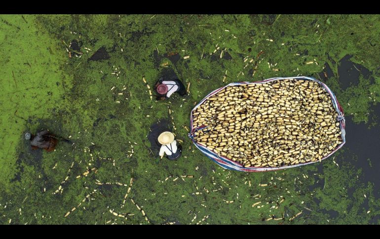 Campesinos cosechan raíces de loto en Haian, China. AFP