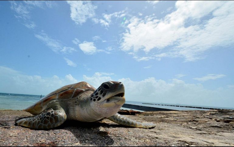 Las tortugas detectan la temperatura del nido con receptores presentes en sus patas, y aunque podrían tener cambios en su comportamiento de anidamiento para compensar la temperatura, podría no ser suficiente. NTX/ARCHIVO