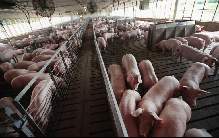 Los laboratorios mexicanos se encuentran trabajando en un diagnóstico y en una identificación pronta del virus, mientras la ciencia mundial hace lo propio con respecto de los biológicos pertinentes. AFP/Archivo