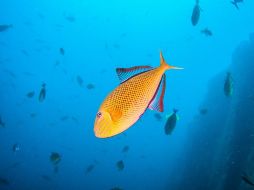 La Semarnat asegura que la temperatura de mares y océanos cambia el suministro de nutrientes de los ecosistemas marinos, la composición química del océano, los vientos y las corrientes oceánicasTWITTER / @SEMARNAT_mx