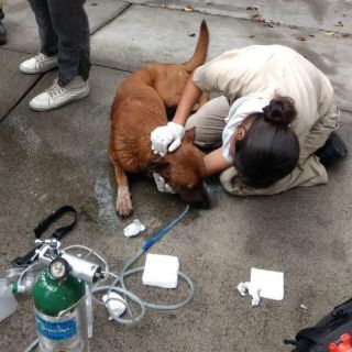 Bomberos de Zapopan rescatan a perro de incendio