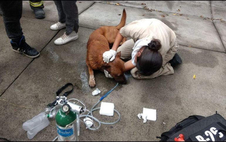El can fue trasladado a un hospital veterinario para recibir atención médica. ESPECIAL / Protección Civil Zapopan