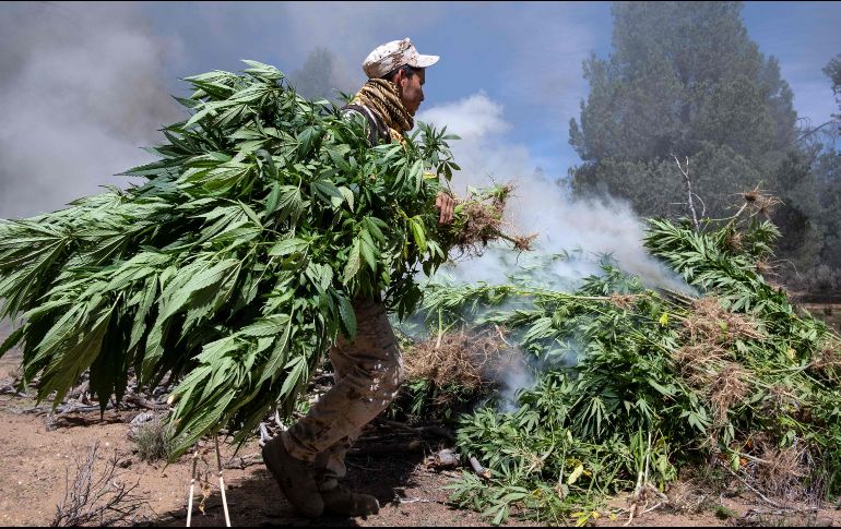 Las autoridades federales destruyen el vegetal por medio de incineración. AFP / ARCHIVO