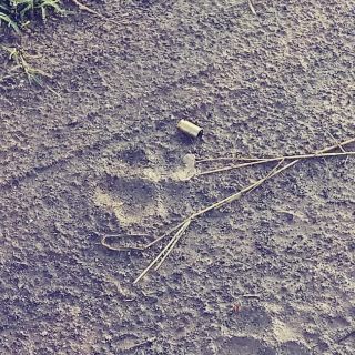 Cuatro pierden la vida en actos violentos en la ZMG