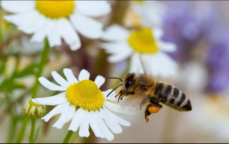La mortandad de las abejas en Jalisco genera una pérdida en la producción de un 15 por ciento anualmente. EFE / ARCHIVO