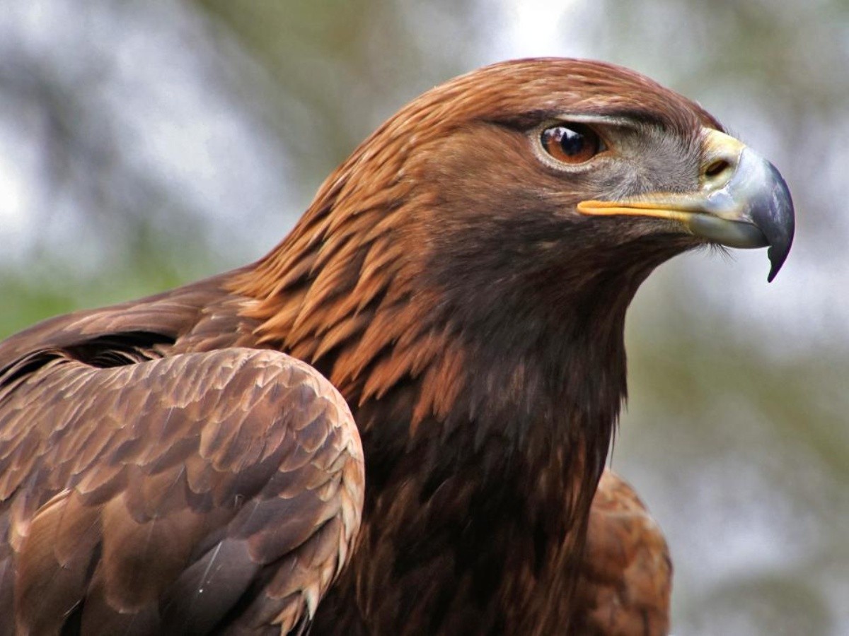 Águila real, ave emblemática y ejemplo de conservación | El Informador