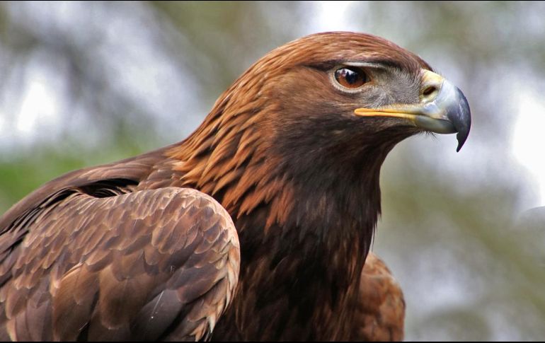 En ocasión de las Fiestas Patrias, la Semarnat destaca en su página electrónica, la importancia de esa ave, denominada ''Aquila chrysaetos canadensis''. ESPECIAL / gob.mx/semarnat