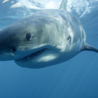 Muere un hombre tras ser mordido por un tiburón en Massachusetts