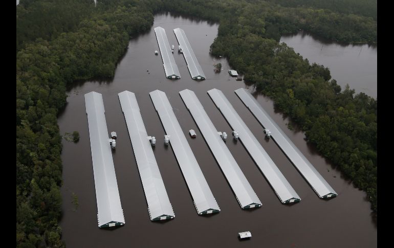 Aunque la tormenta ha rebajado su categoría hasta la depresión tropical, Florence continúa dejando copiosas lluvias tanto en Carolina del Norte como en Carolina del Sur. Estructuras de granjas de pollos quedaron entre las aguas cerca de Trenton.