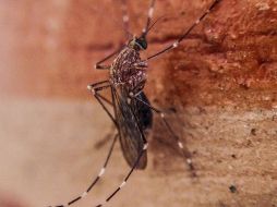 Las autoridades exigieron al Gobierno del estado y a los Servicios de Salud de Oaxaca una brigada médica para que atienda a los pacientes en la comunidad. EL INFORMADOR / ARCHIVO