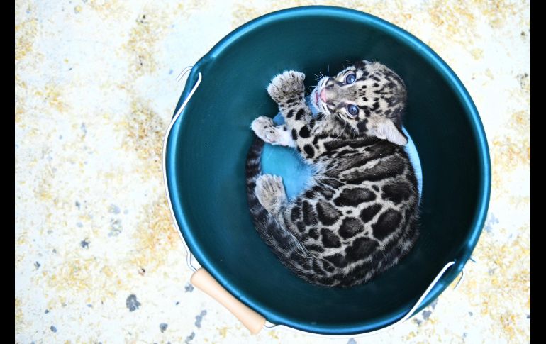 Una cría de leopardo se ve en un balde durante un examen médico en el zoológico de Mulhouse, Francia. AFP/S. Bozon