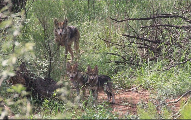 El lobo gris mexicano se encuentra catalogado como subespecie probablemente extinta en el medio silvestre. TWITTER/@CONANP_mx