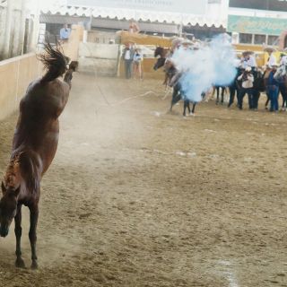 Tres Regalos se corona en territorio tapatío