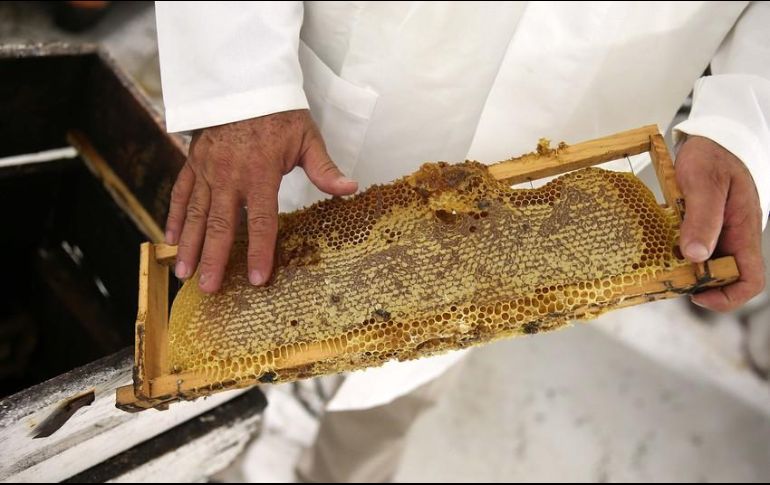 Actualmente, la miel mexicana se comercializa en los mercados de Europa, Estados Unidos, Arabia Saudita y Japón. EL INFORMADOR / ARCHIVO