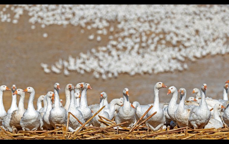 Ocas blancas se agrupan en una granja avícola cerca de Meckesheim, Alemania. Los gansos se ceban en esta época para venderse en noviembre, mes en el que muchas regiones germano-parlantes celebran la fiesta de San Martín con un ganso asado. EFE/R. Wittek