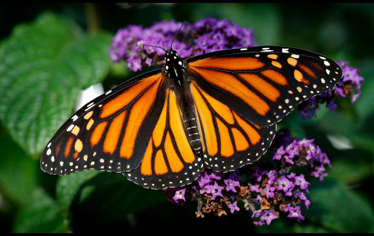 Una mariposa monarca se posa en una flor en Urbandale, estado de Iowa. AP/C. Neibergall