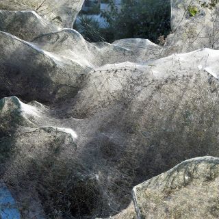 Fotogalería: Telarañas cubren costa de ciudad griega