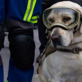"Frida" participa en conmemoración de víctimas de sismos