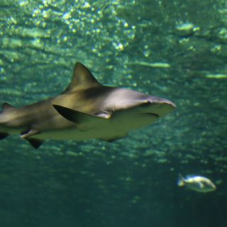 Activan alerta en Australia por segundo ataque de tiburón en 24 horas